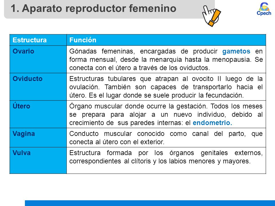 La crema del hongo en el pecho
